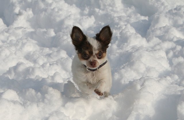 Kleiner "Schneehase"