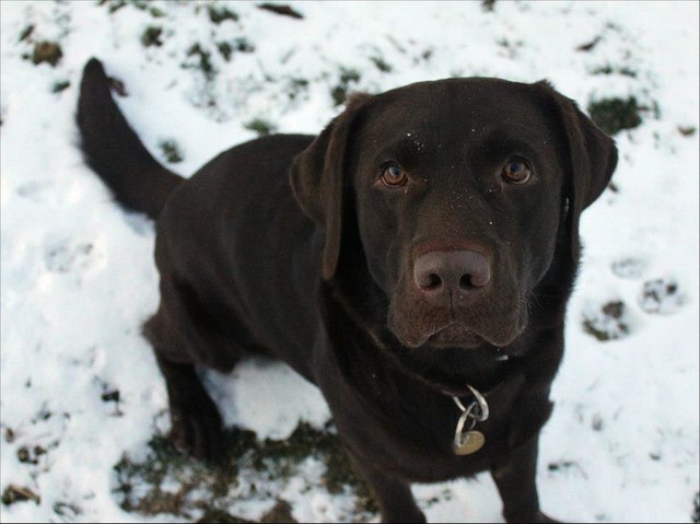 Labrador Browny