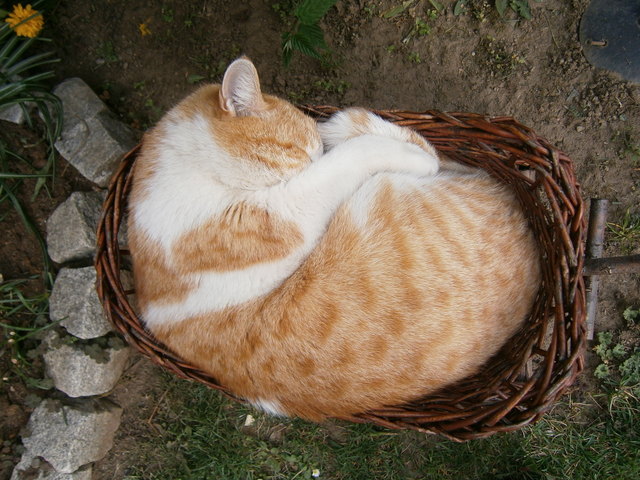 Unser Kater Grisu bei seinem Hobby!!