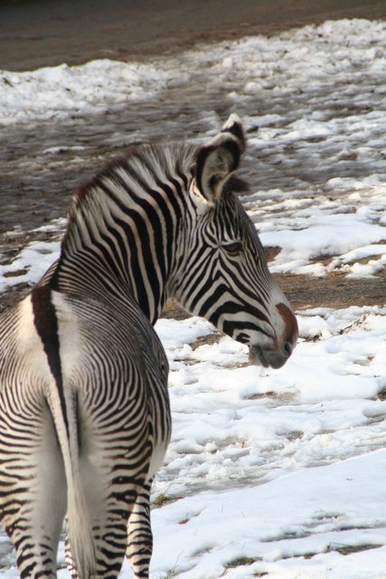 Zebra im Schnee/Tierpark Nürnberg