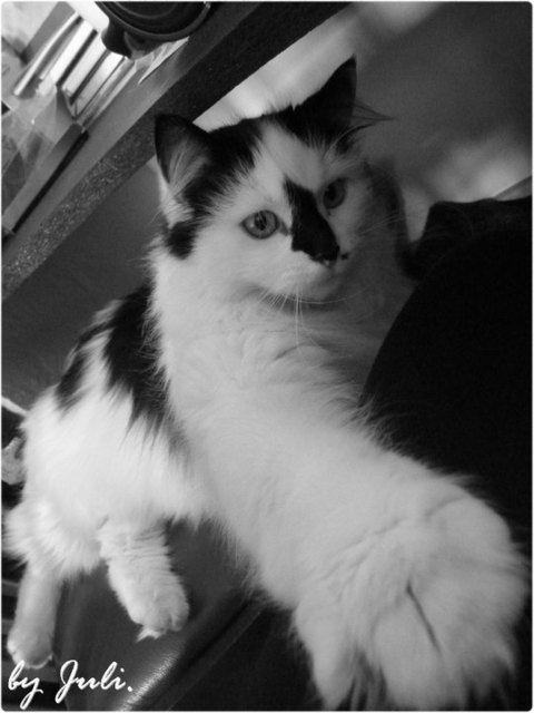 unsre verstorbene katze Kuhli