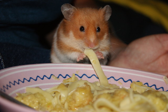 Hamster Chucky klaut das Essen... yummy yummy