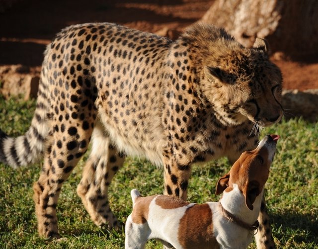 Hund und Katze