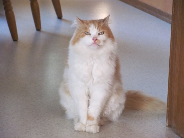 Kater "Schnurli"