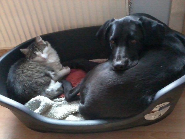 Idefix & Pinky