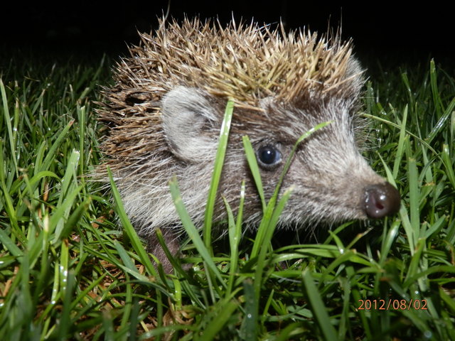 Mein Besucher ist mein Igel geworden