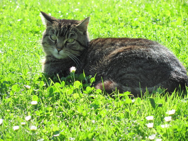 Katze Muki beim sonnen