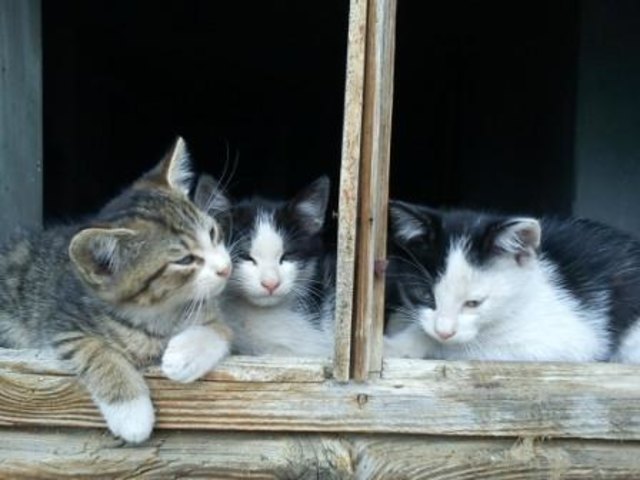 Unsere Katzenbabies beim Sonnen auf der Fensterbank
