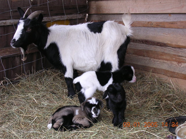 Ziegenfamilie
