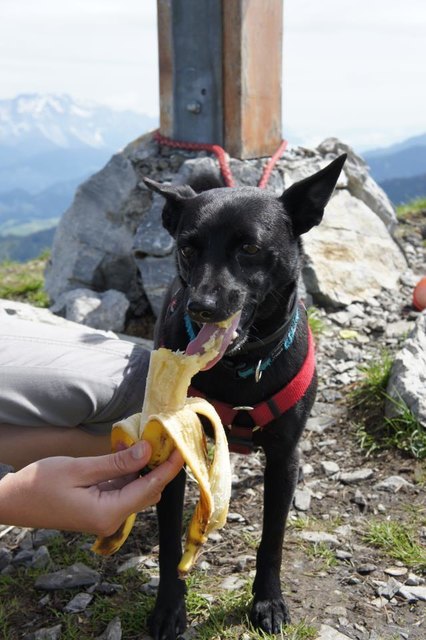 Skipy der Bananenfreund