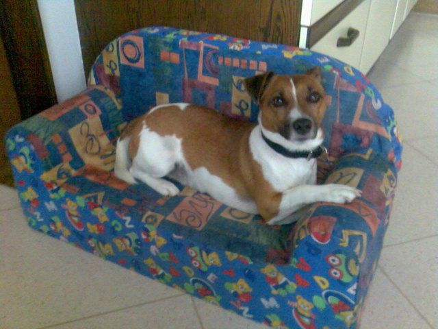 Auf diesem Sofa bin ich der Boss!