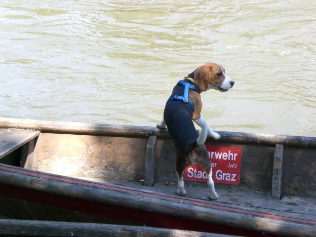 Gonzo bei der Arbeit...