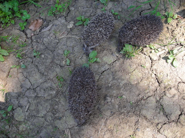 Igeltreffen