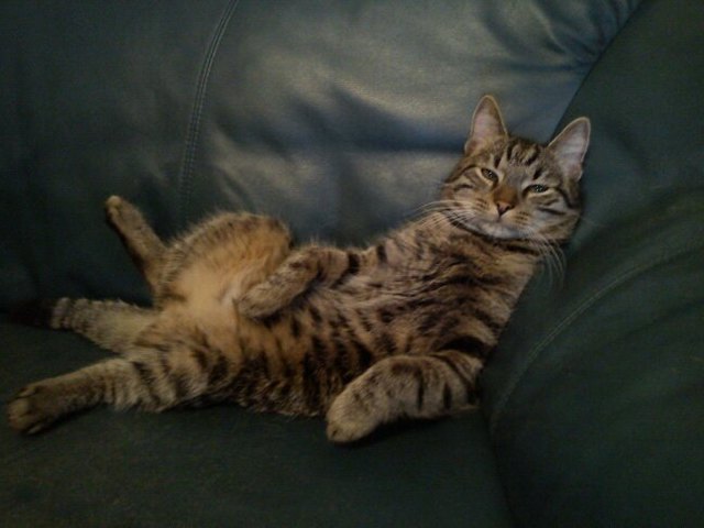 Kater Tiger beim faulenzen!