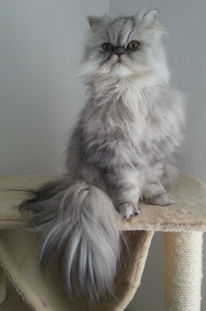 Kater Norris