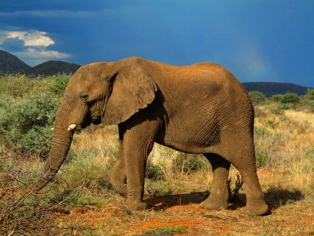 Mein erster Elefant auf freier Wildbahn in Namibia