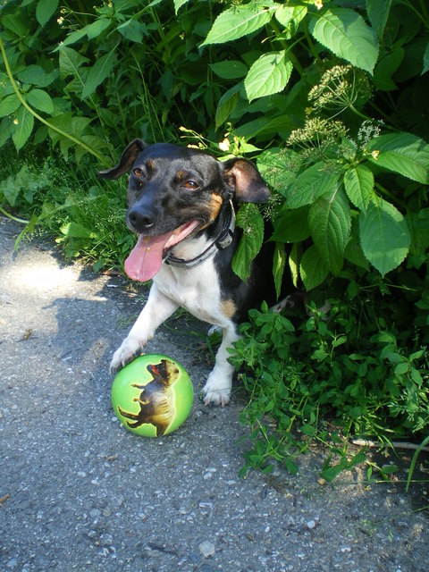LAKY WILL BALL SPIELEN