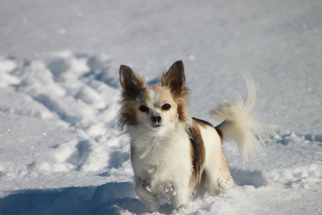 Nico im Schnee