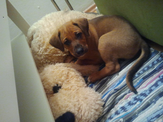 Pacco