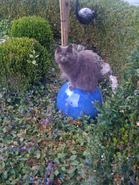 Katze Shiva