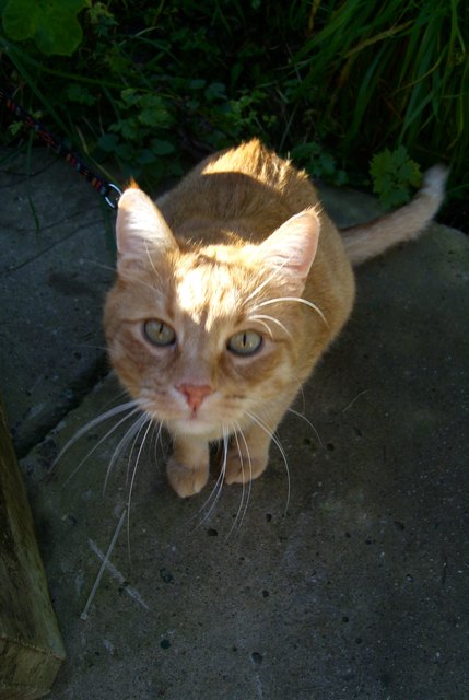 Neugieriger Kater Tiger