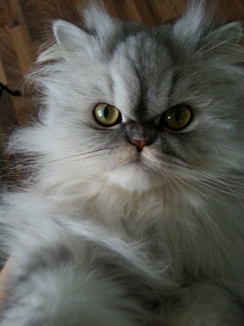 Kater norris