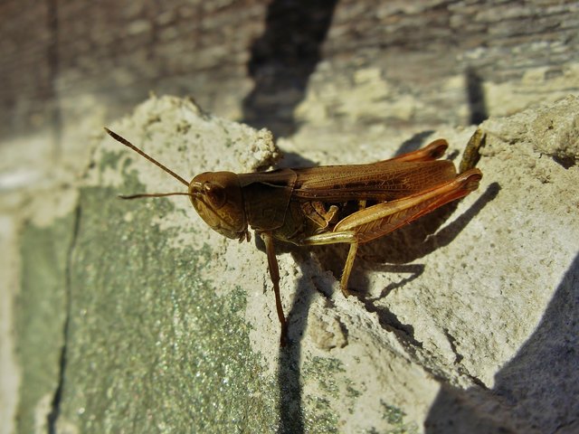 Am Sprung