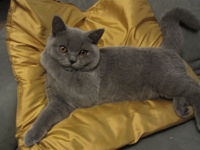 Kater Elvis fühlt sich in seinem neuen Heim sichtlich wohl.