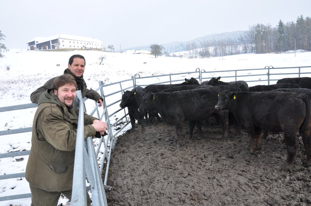 Geschafft! Bürgermeister Christian Jachs und Vizebürgermeister Wolfgang Affenzeller, der sich als Tierarzt persönlich am Einfangen der Rinder beteiligte, sind froh, dass der Spuk vorüber ist. | Foto: Pramhofer