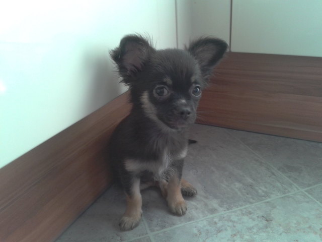 Rocky