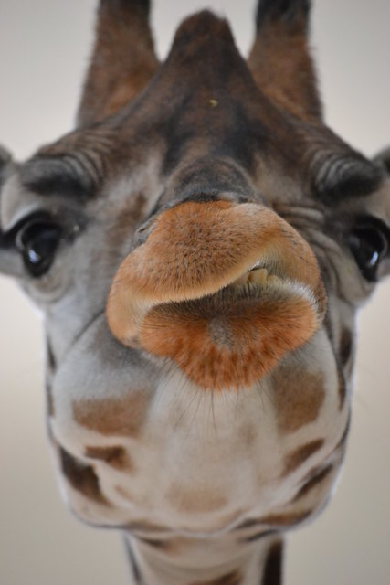 gierige Giraffe im Tiergarten Schönbrunn