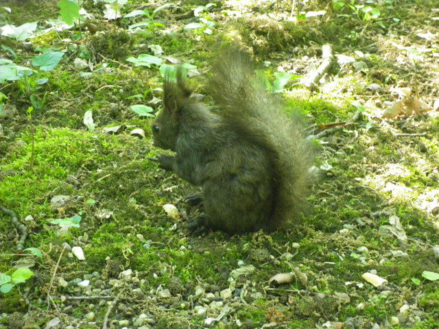 Puschel das Eichhörnchen