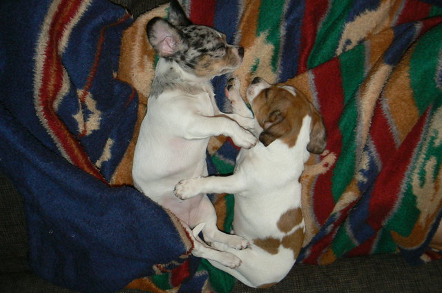 Luna und Filou auch im Schlaf unzertrennlich