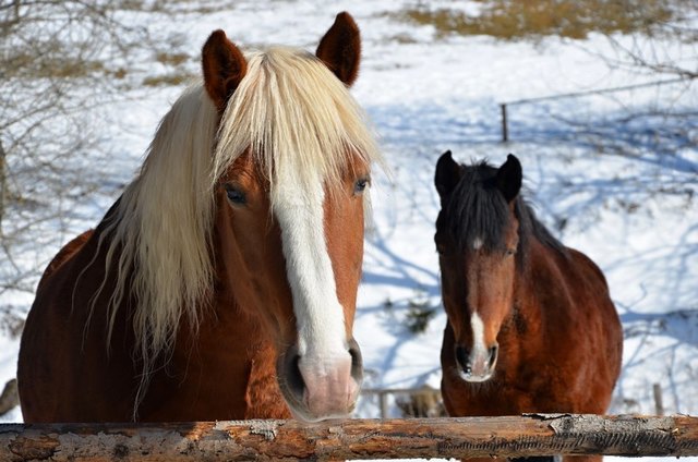 Haflinger 1,Haflinger2