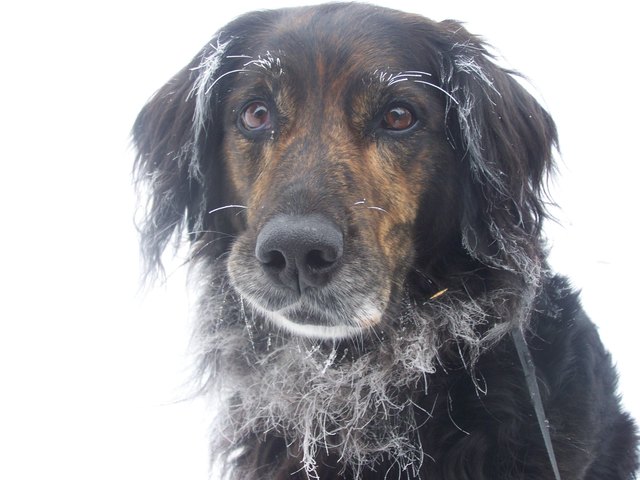 Lina nach einer Skitour zu Ostern!