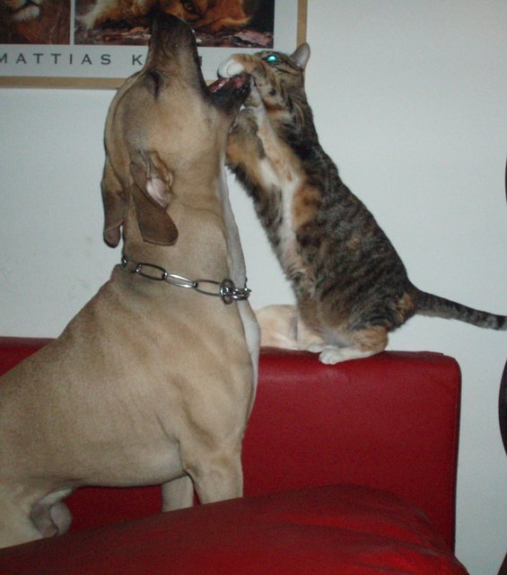 ... Kampfhund und Kampfkatze! :-)