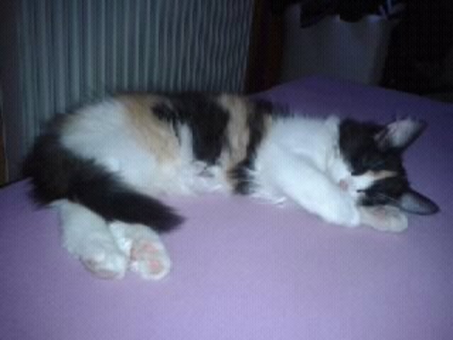 Kitty