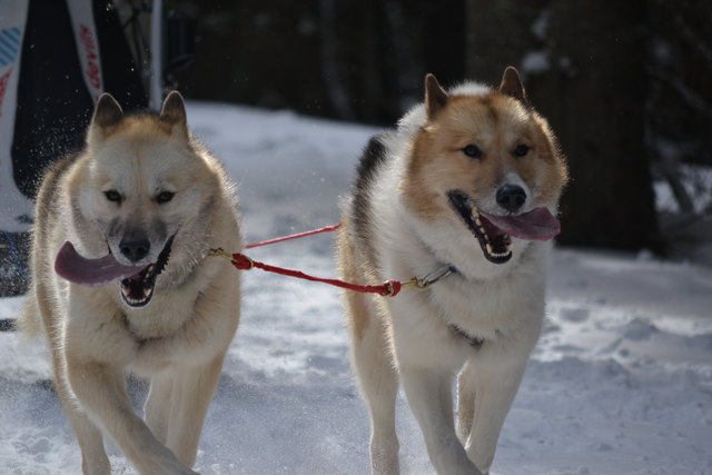 Schlittenhunde nach erfolgreichem rennen