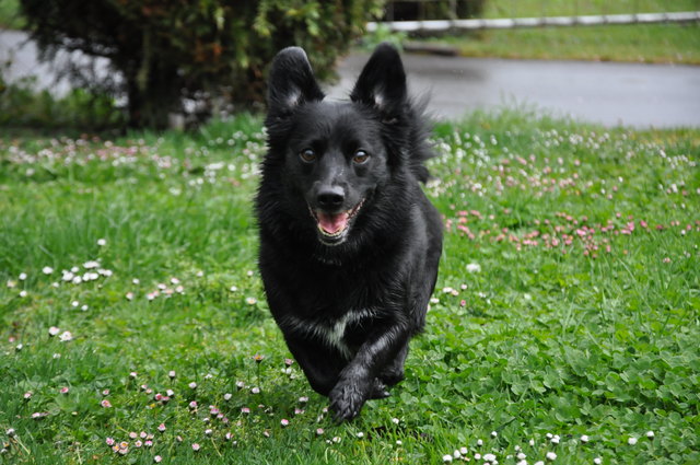 Timo