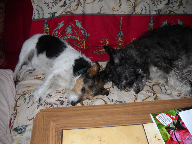 Maggie und Paula - Siesta auf Oma und Opas Sofa
