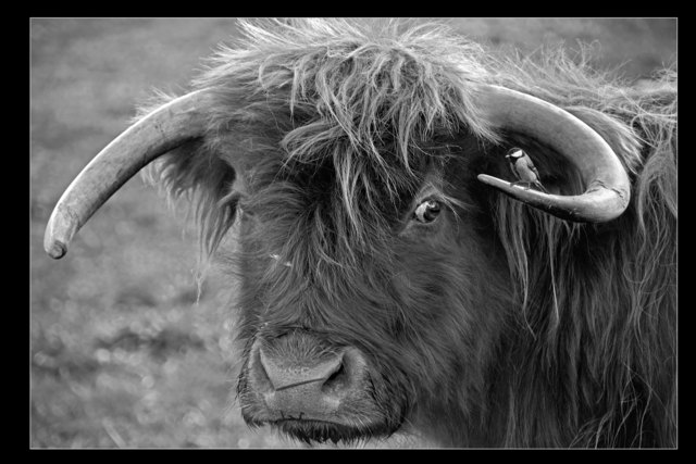 Hochlandrind mit einen Freund