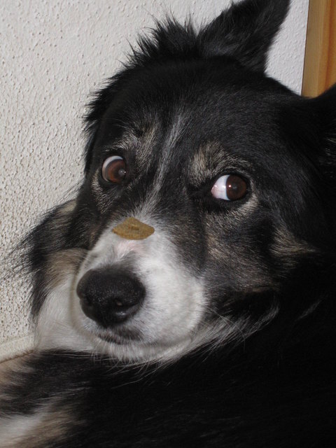 XENA (Border-Collie) ist UNBESTECHLICH!:))
