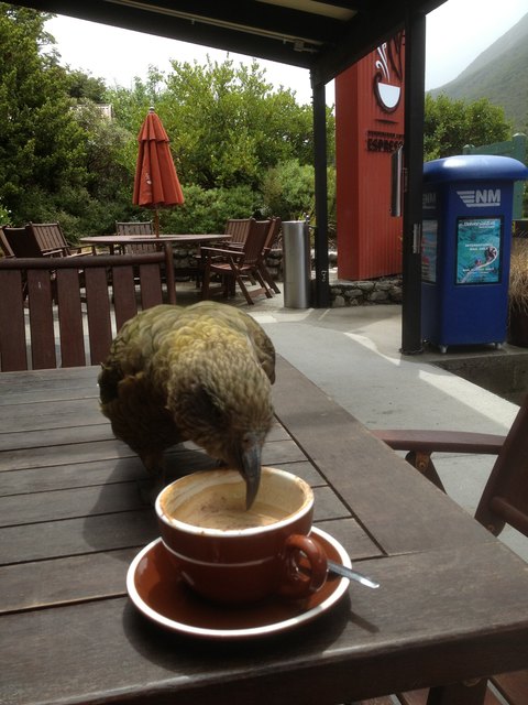 Ein frecher Kea aus Neuseeland