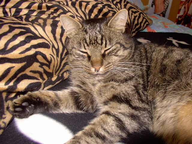 Maxi