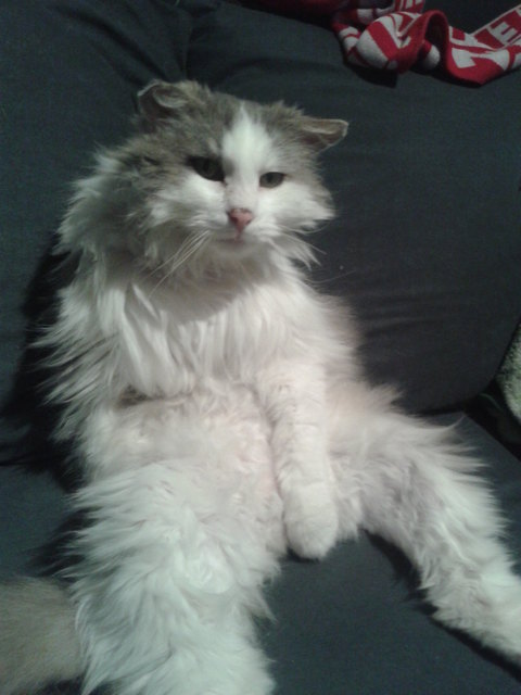 Charlie beim Fussball schauen :-)
