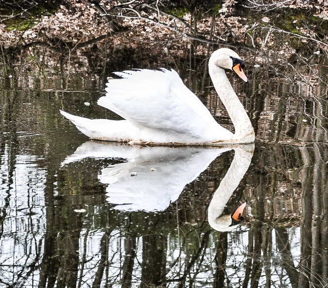Schwan