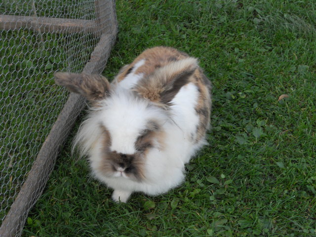 Das ist mein Hase Wauschi.