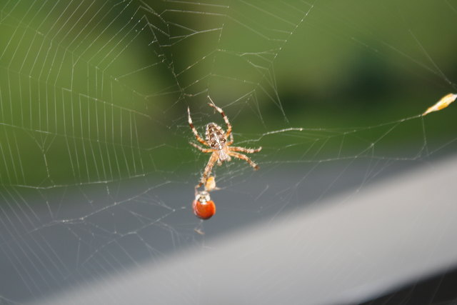 spinne