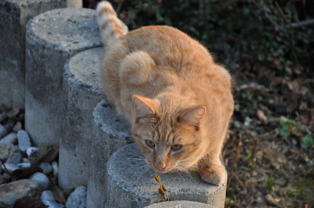 strolchi auf der Lauer