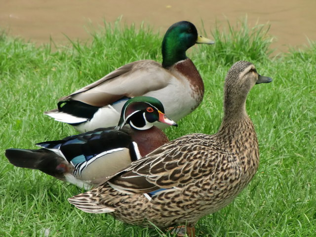 Total schöne Aufnahme der Enten